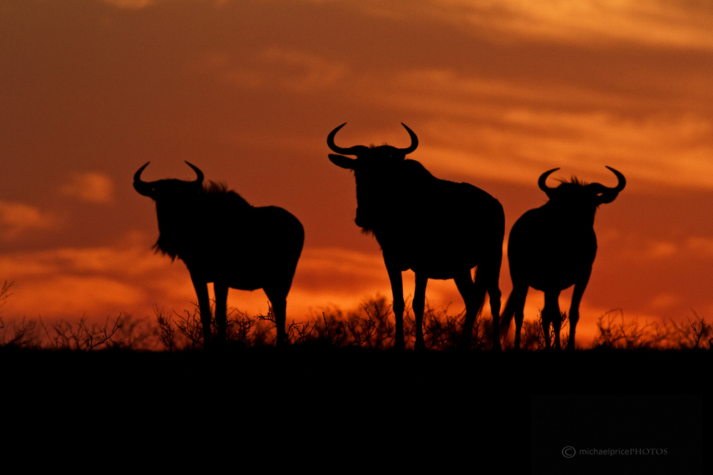 Wildebeest Silhouette Sunset Kariega Game Reserve Eastern Cape M Price
