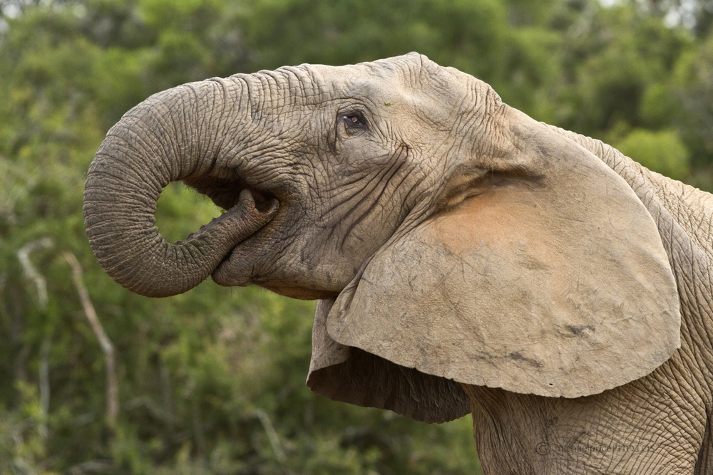 Young Elephant Eating Kariega Game Reserve M Price