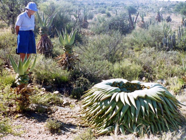 Aloe Harvest, Jansenville, Feb 2001 Kariega Game Reserve Eastern Cape