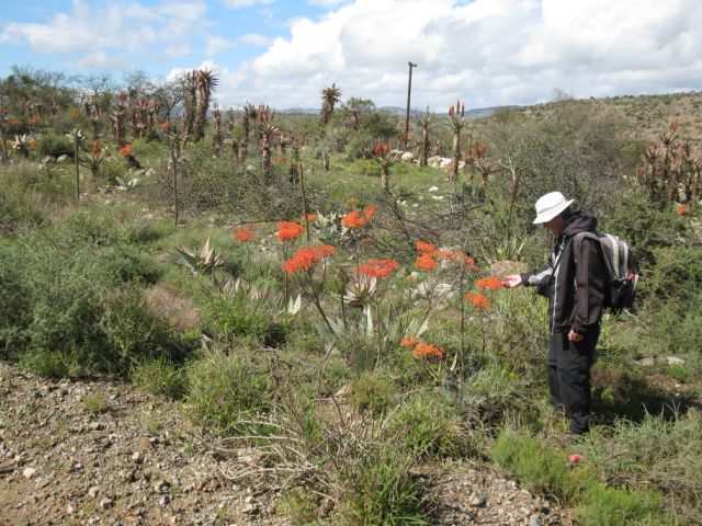 Kleinpoort   Aloe Striata Kariega Game Reserve Eastern Cape