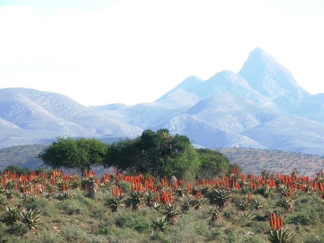 008 Best Of Aloes Eastern Cape Landscape Kariega Game Reserve