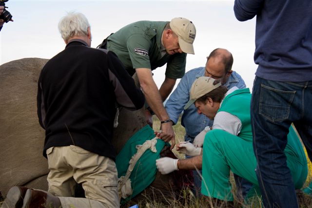 Thandi Follow Up Procedure July 2013 Volunteer Kariega Game Reserve (2)