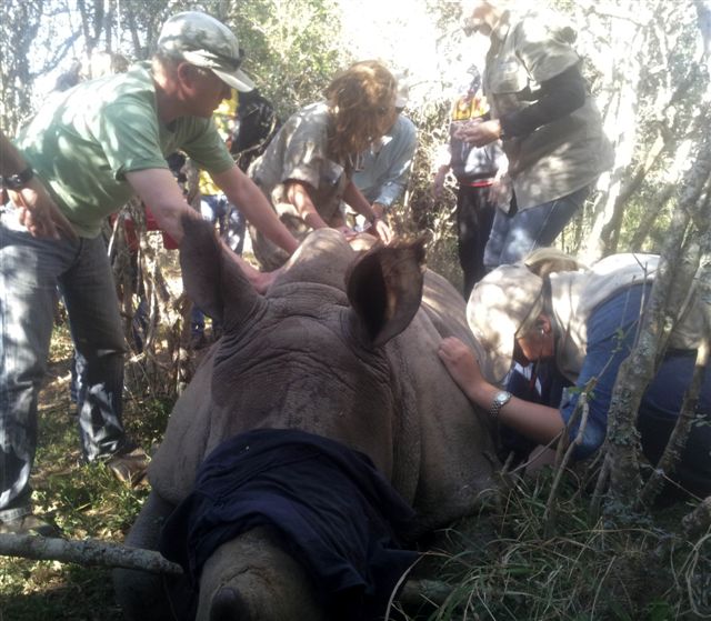 Thandi Follow Up Procedure July 2013 Volunteer Kariega Game Reserve