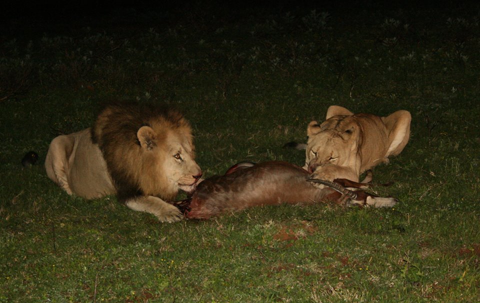 Kariega Lion Yvonne