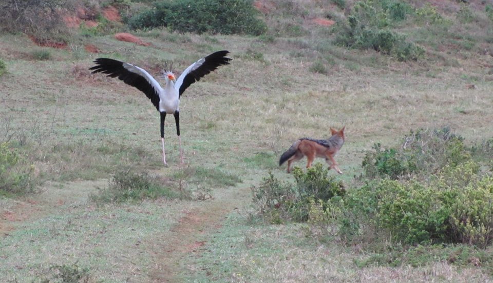 Kariega Secretarybird Jackal Yvonne