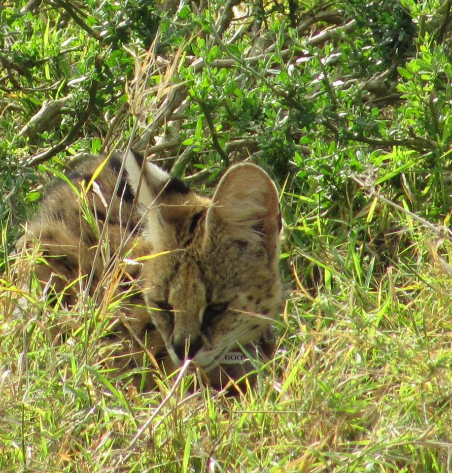 Kariega Serval Yvonne