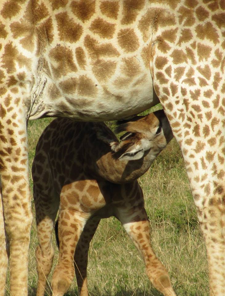 Kariega Feeding Giraffe Yvonne