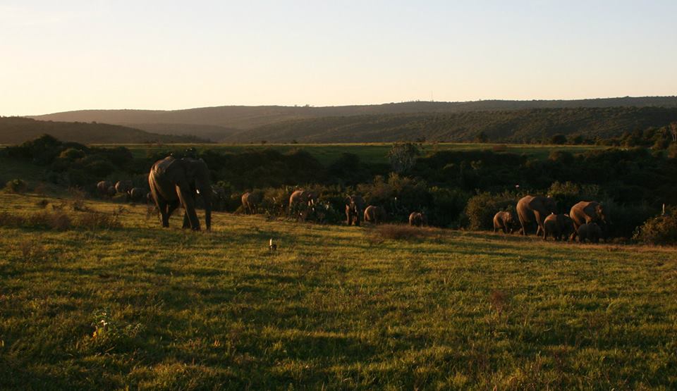 Kariega Elephant Herd Yvonne
