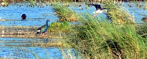 Purple Swamphen Kariega