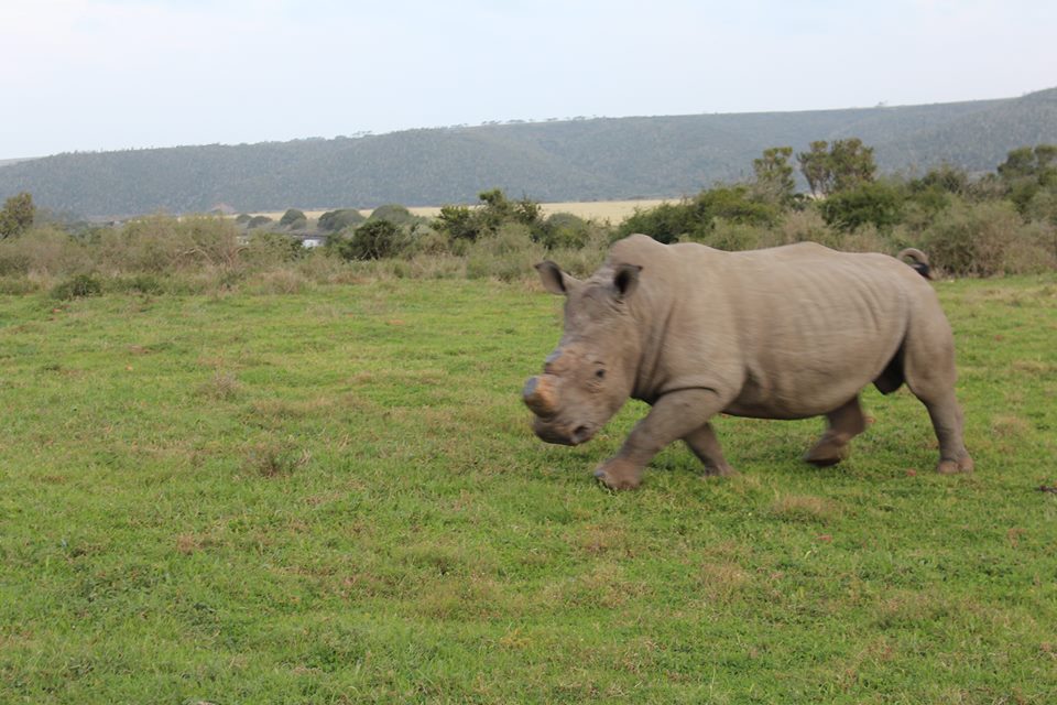 Dehorned Rhino Kariega Game Reserve Eastern Cape