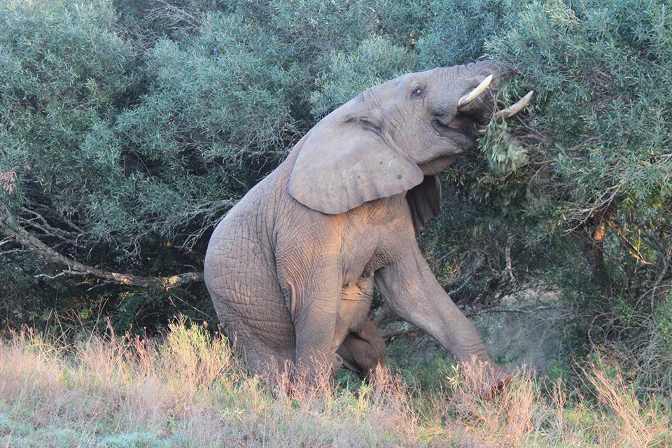 Feeding Elephant Kariega Game Reserve Eastern Cape