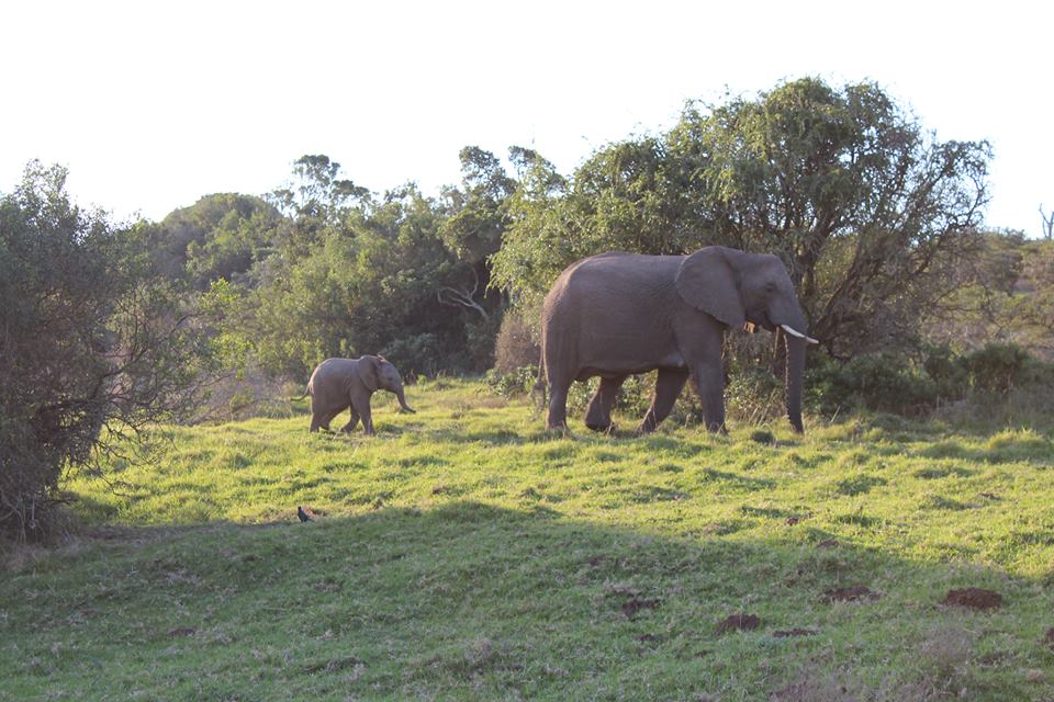 Mother And Calf Elephant Kariega Game Reserve Eastern Cape