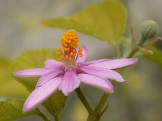 Grewia Occidentalis Kariega Game Reserve Kruisbessie Arbor Week 2013