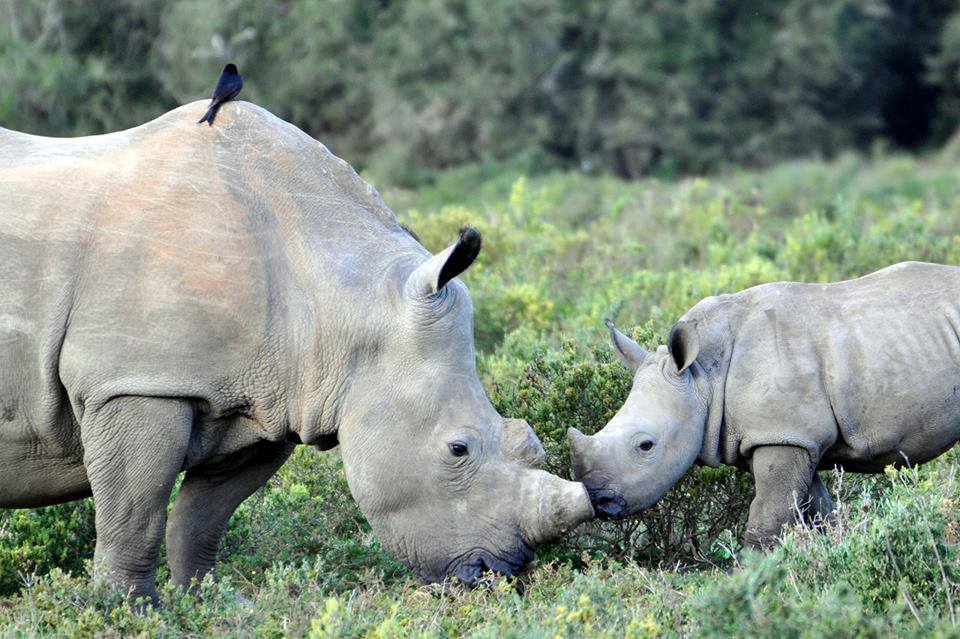 Wildlife News Kariega Game Reserve Eastern Cape K Goepel