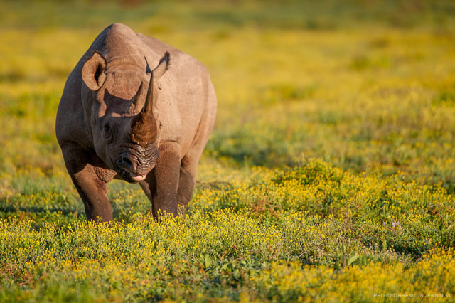 Kariega Rhino by Brendon Jennings