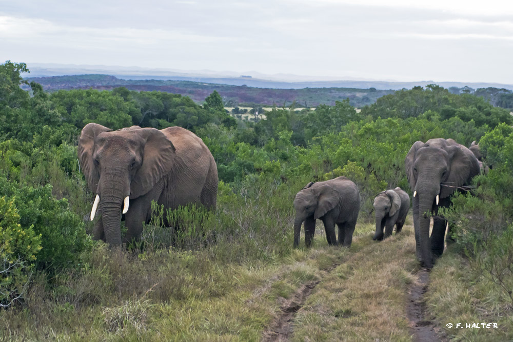Kariega Game Reserve Wildlife Photo F Halter (16)