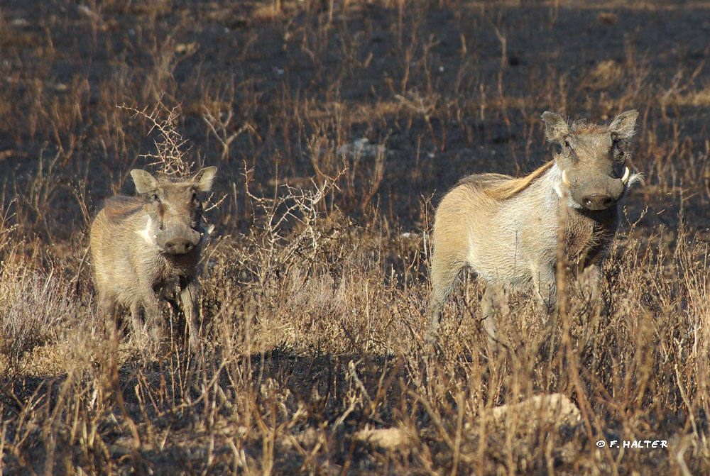 Kariega Game Reserve Wildlife Photo F Halter (3)