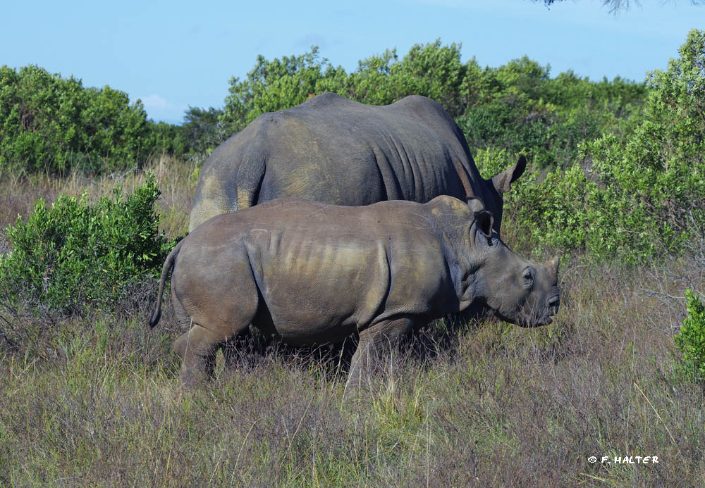 Kariega Game Reserve Wildlife Photo F Halter (4)