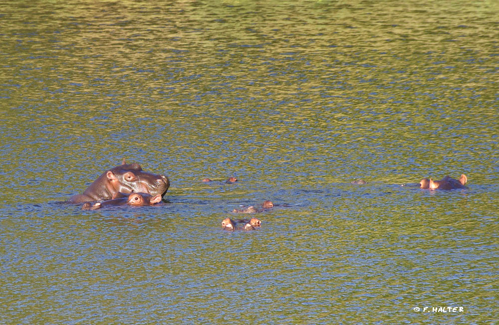 Kariega Game Reserve Wildlife Photo F Halter (5)