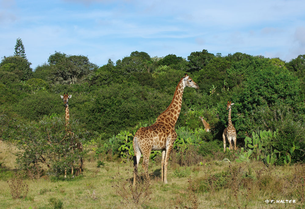 Kariega Game Reserve Wildlife Photo F Halter (6)