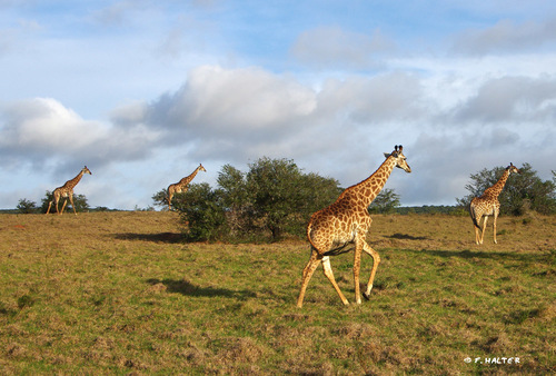 Kariega Game Reserve wildlife photo F Halter (7).jpg