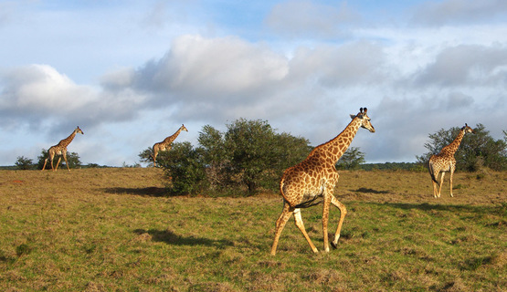 Kariega Game Reserve wildlife photo F Halter (7).jpg