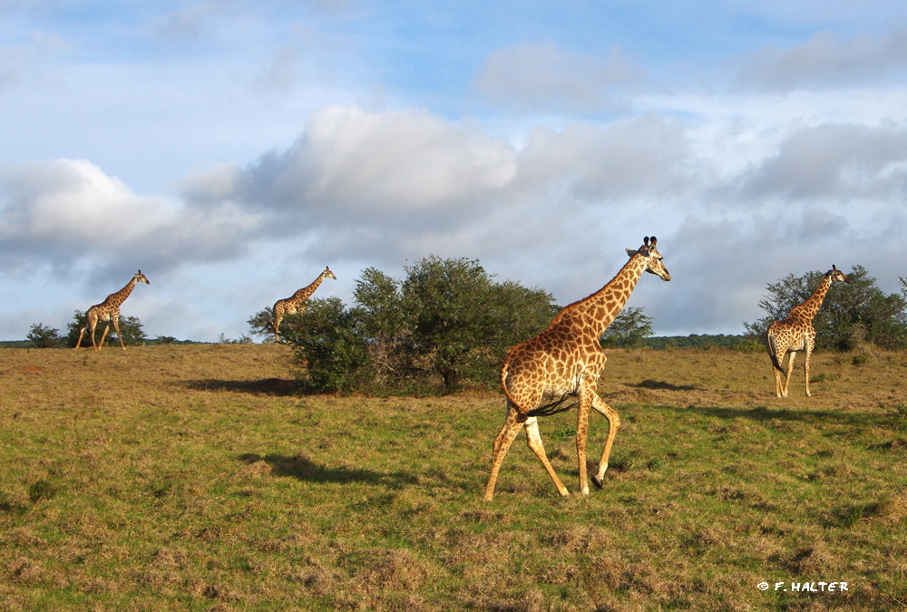 Kariega Game Reserve Wildlife Photo F Halter (7)