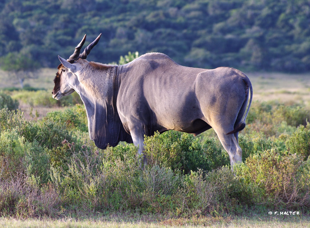 Kariega Game Reserve Wildlife Photo F Halter (8)