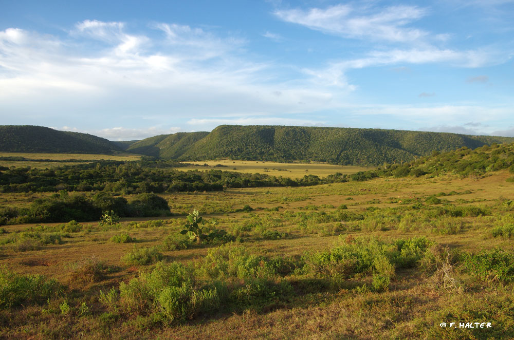 Kariega Game Reserve Wildlife Photo F Halter (9)