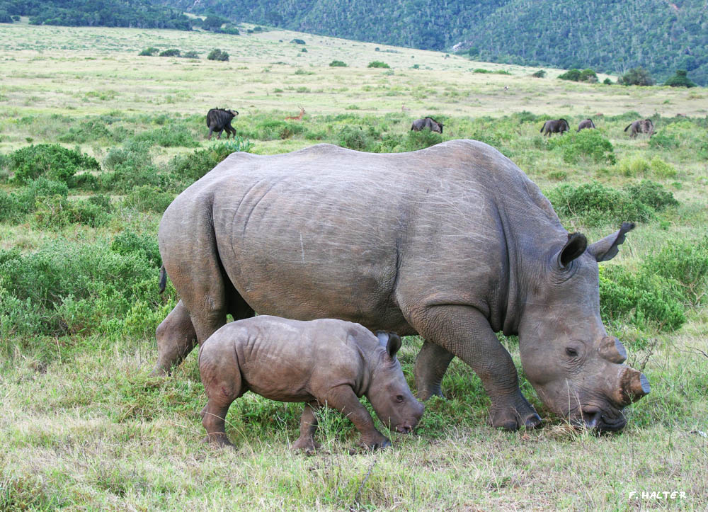 Kariega Game Reserve Wildlife Photo F Halter (10)