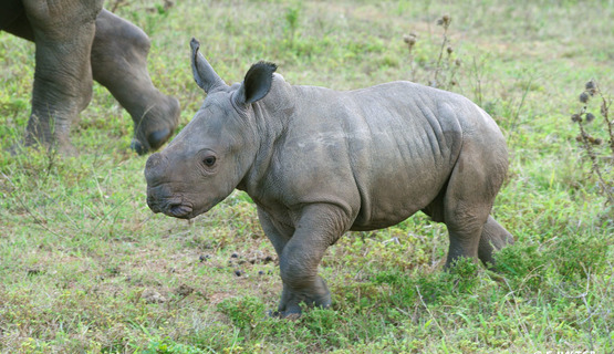 Kariega Game Reserve wildlife photo F Halter (11).jpg