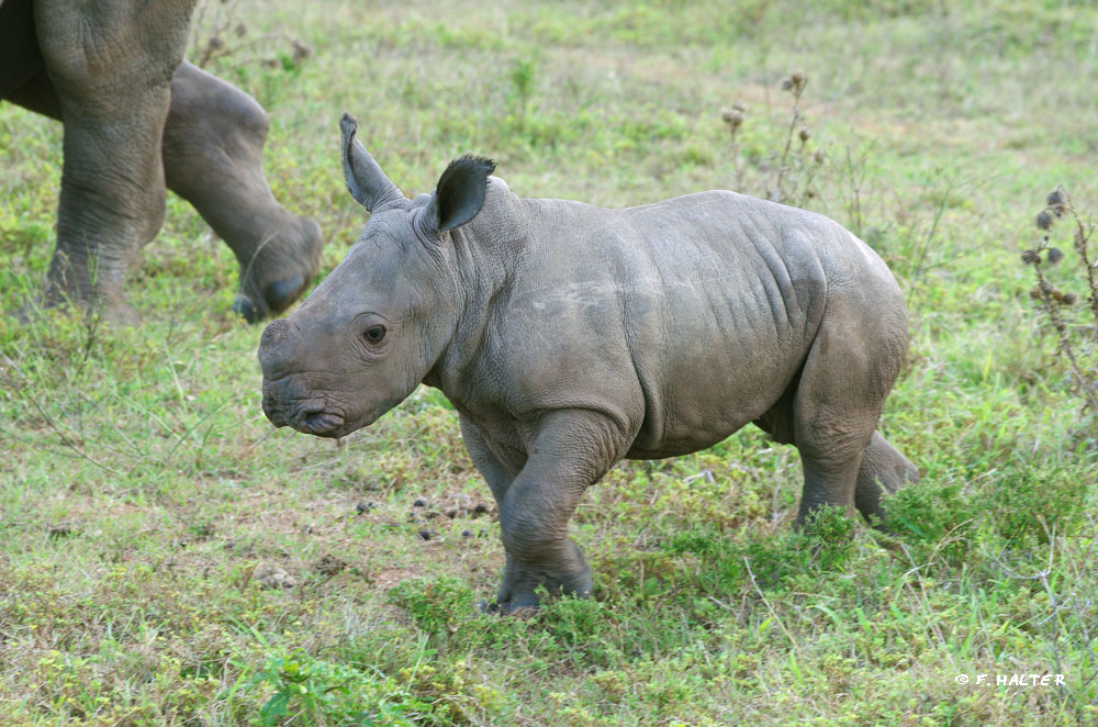 Kariega Game Reserve Wildlife Photo F Halter (11)