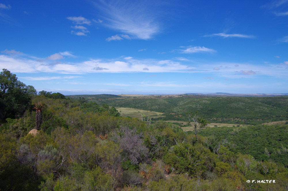 Kariega Game Reserve Wildlife Photo F Halter (13)