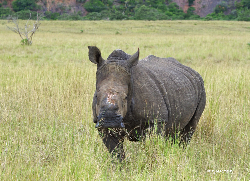 Kariega Game Reserve Wildlife Photo F Halter (15)