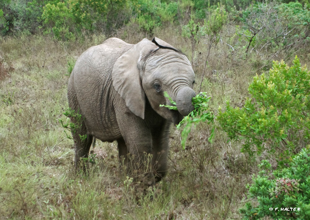 Kariega Game Reserve Wildlife Photo F Halter (17)