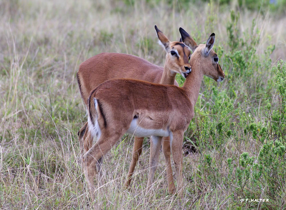 Kariega Game Reserve Wildlife Photo F Halter (18)