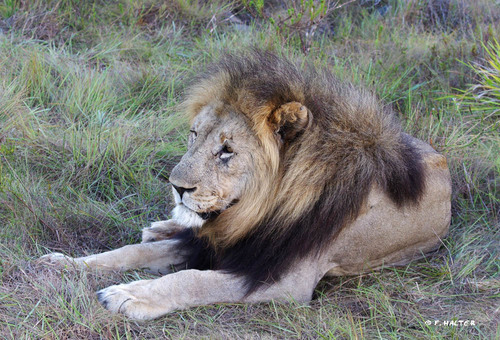 Kariega Game Reserve wildlife photo F Halter (19).jpg