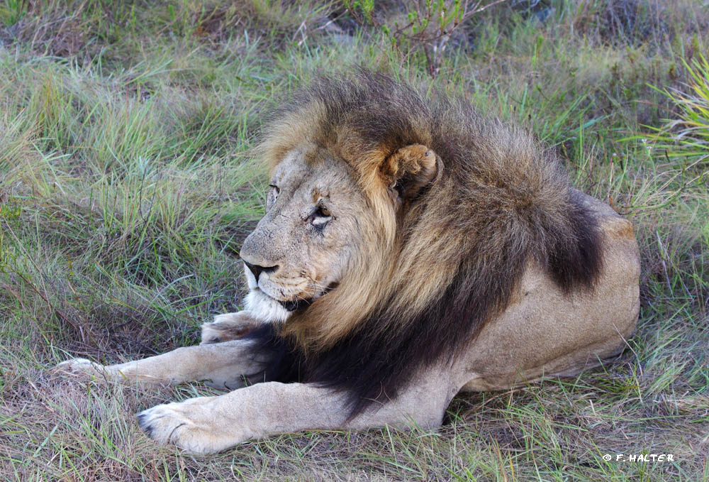 Kariega Game Reserve Wildlife Photo F Halter (19)