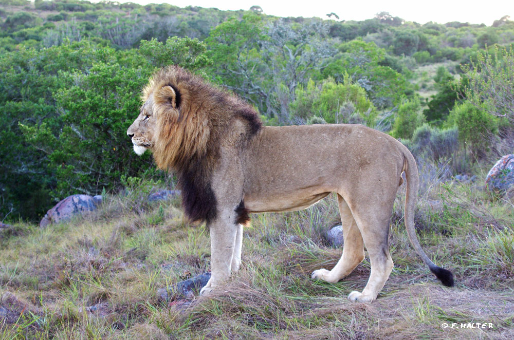 Kariega Game Reserve Wildlife Photo F Halter (20)