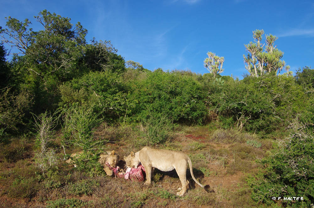 Kariega Game Reserve Wildlife Photo F Halter (21)