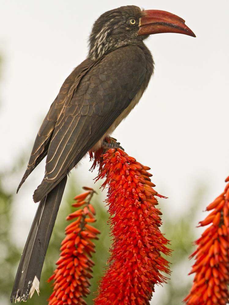 Hornbill Kariega Game Reserve Eastern Cape Birdlife