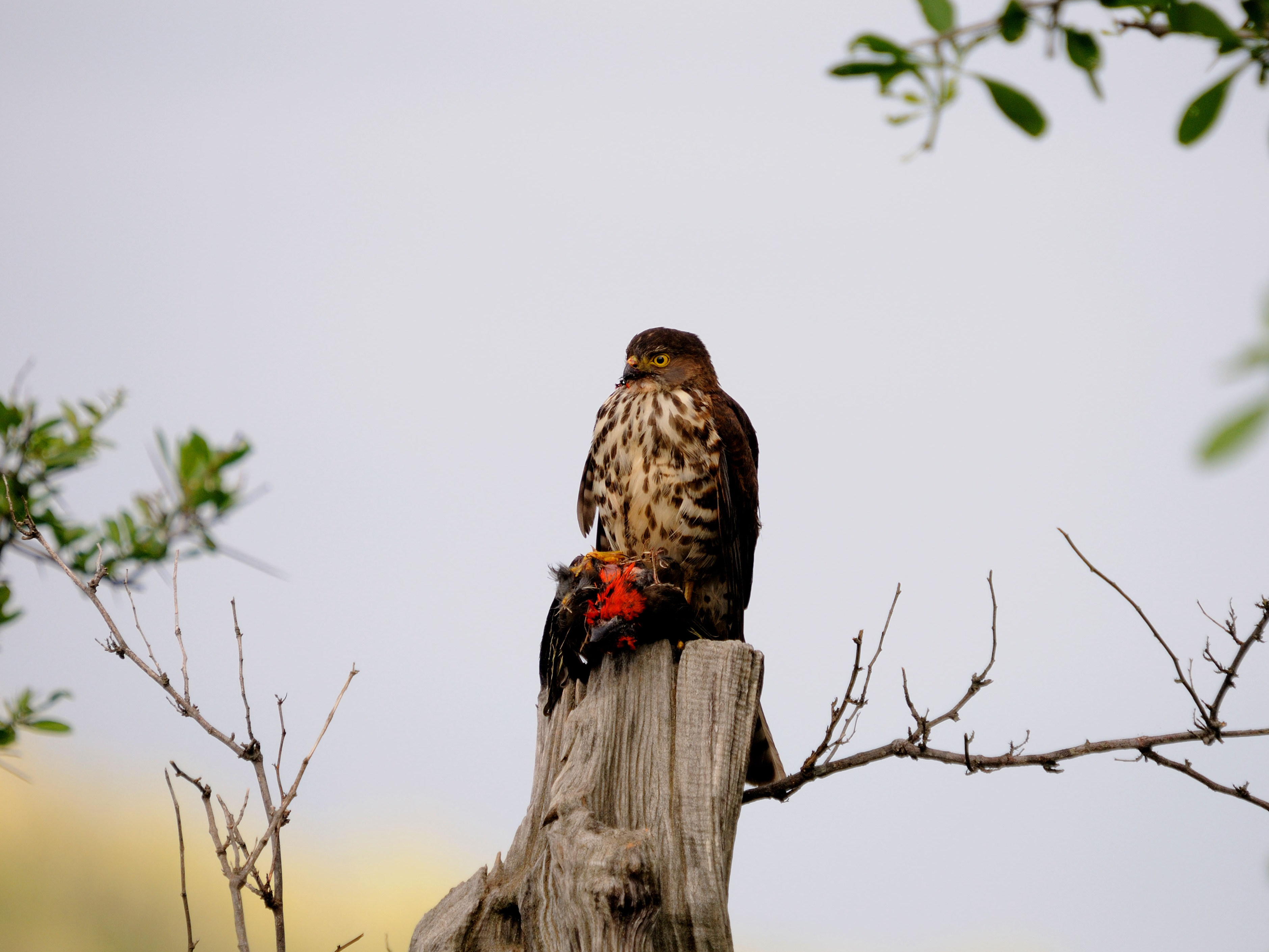 African Goshawk Kariega Game Reserve Eastern Cape J Stander