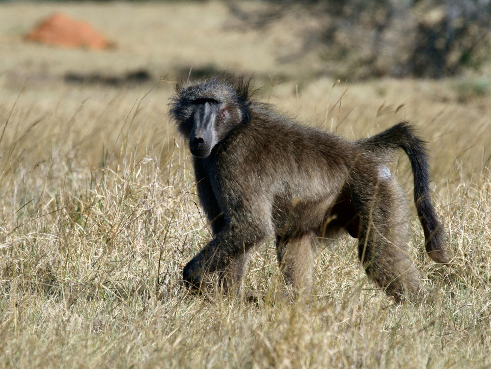 Baboons Kariega Game Reserve Eastern Cape J Stander (2) 001