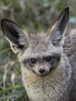 Bateared Fox 2011 Kariega Game Reserve Eastern Cape J Matthysen (1)