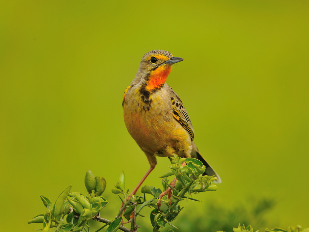 Bird Kariega Game Reserve Eastern Cape B Jennings (2) 001