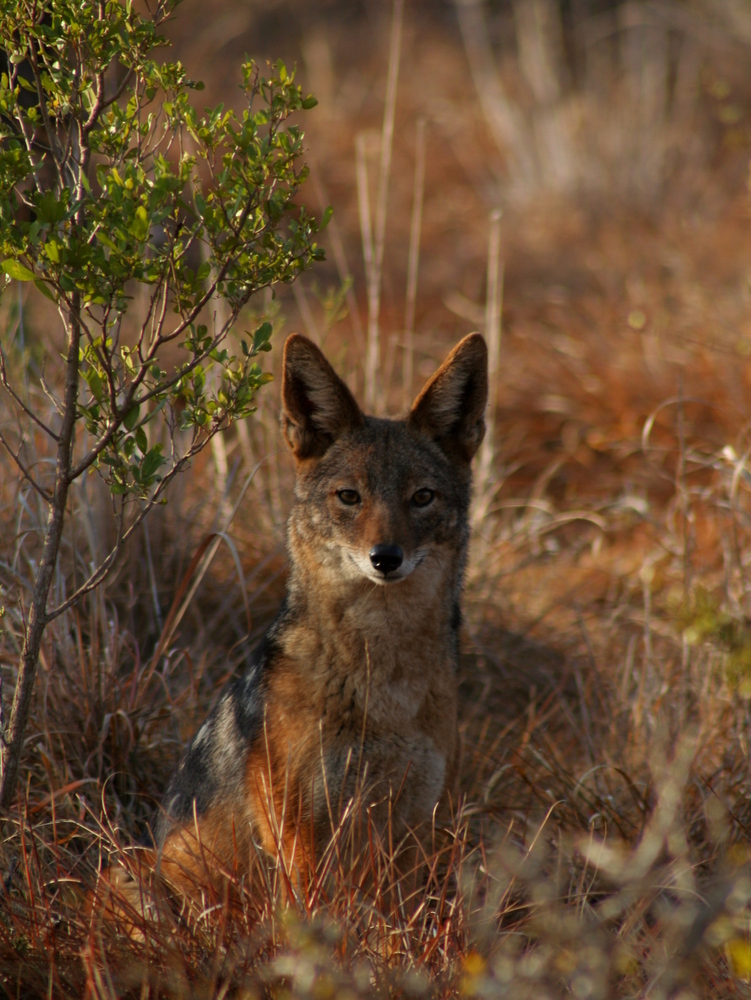 Black Backed Jackal Kariega Game Reserve (4) 001