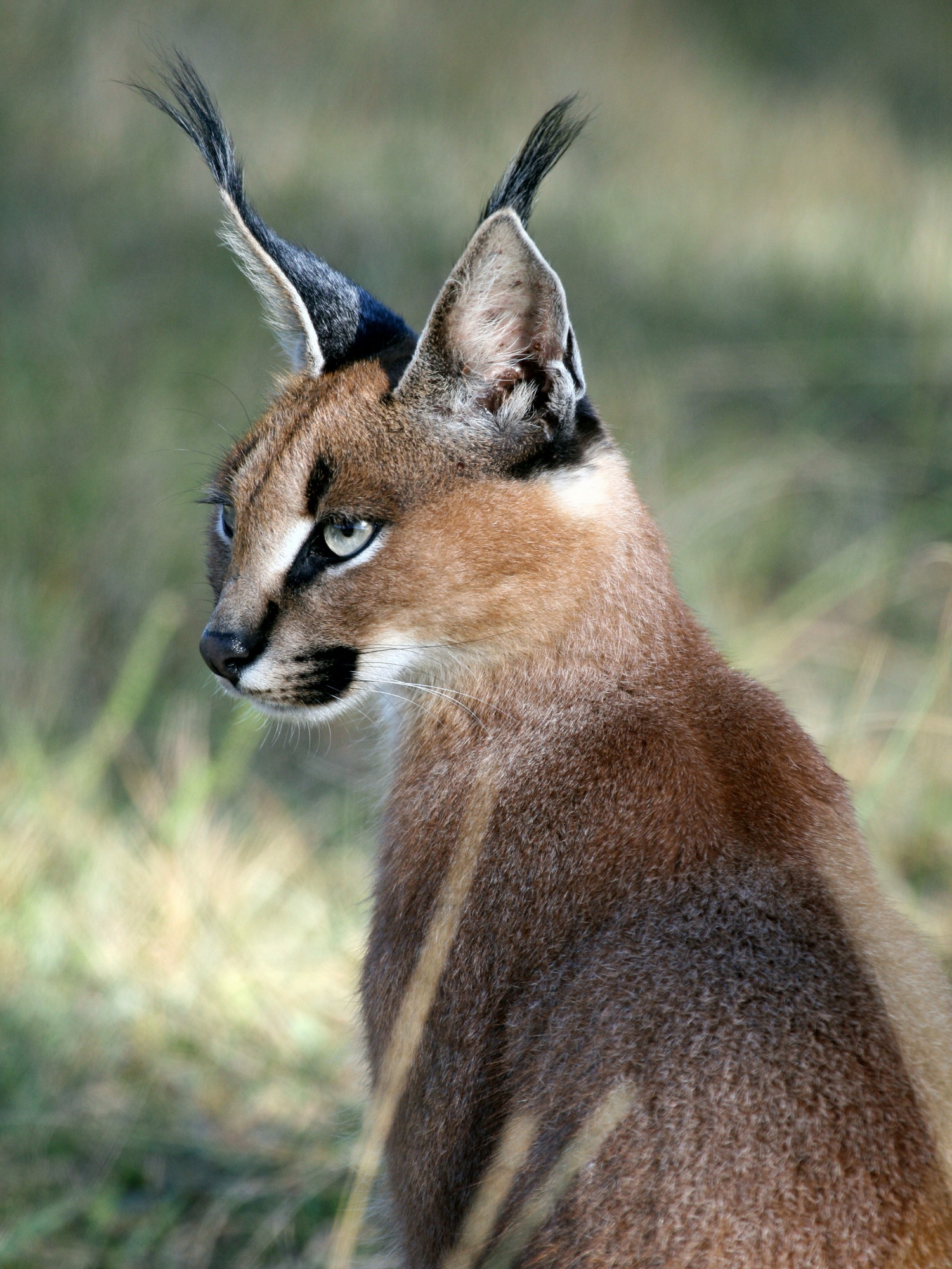 Caracal Kariega Game Reserve Eastern Cape (1) 001