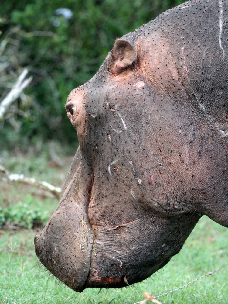 Hippo Skin Out of Water on Daytime Safari