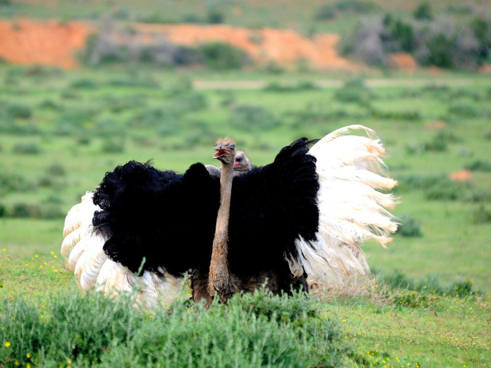 Ostrich Kariega Game Reserve Eastern Cape (3) 001