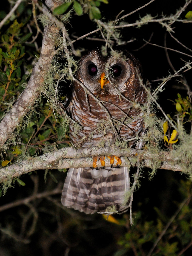 Owl Kariega Game Reserve Eastern Cape (1) 001